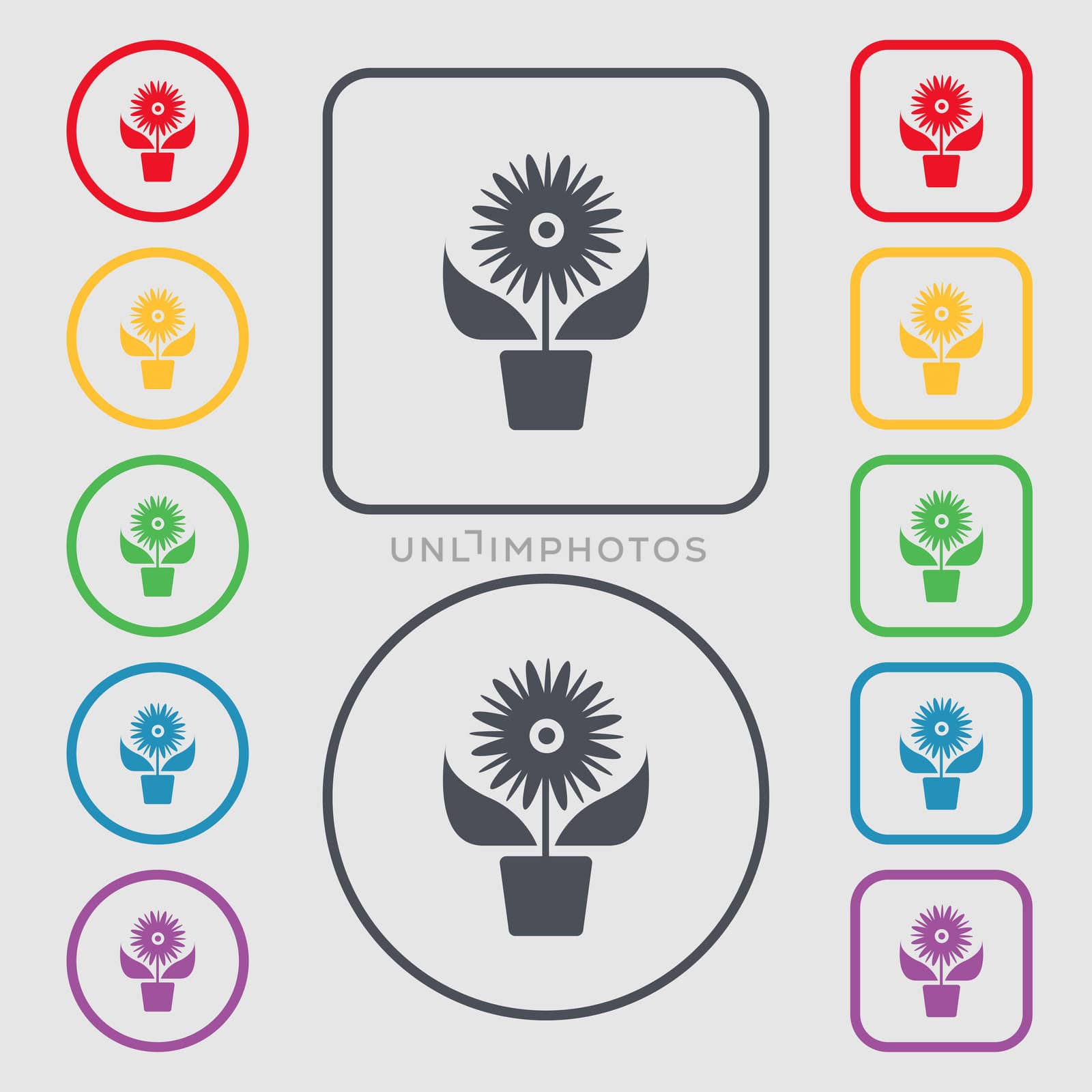 Flowers in pot icon sign. Symbols on the Round and square buttons with frame. illustration
