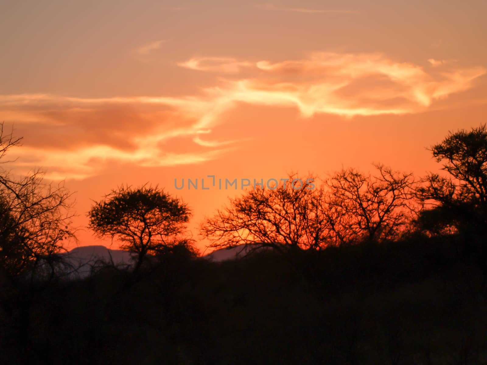 Silhouette landscape under blue and  golden sky of South African sunset.