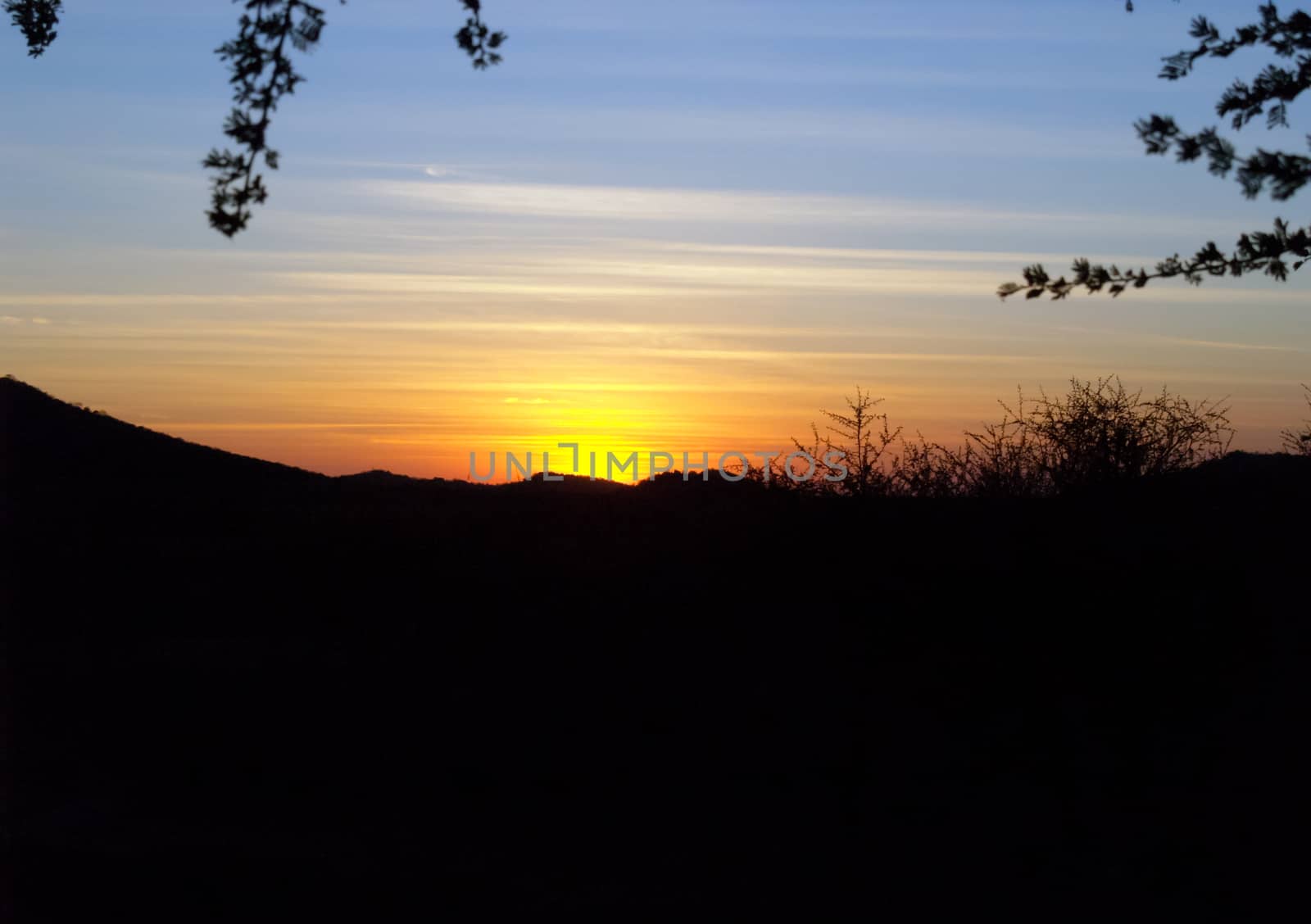 Silhouette landscape under blue and  golden sky of South African sunset.