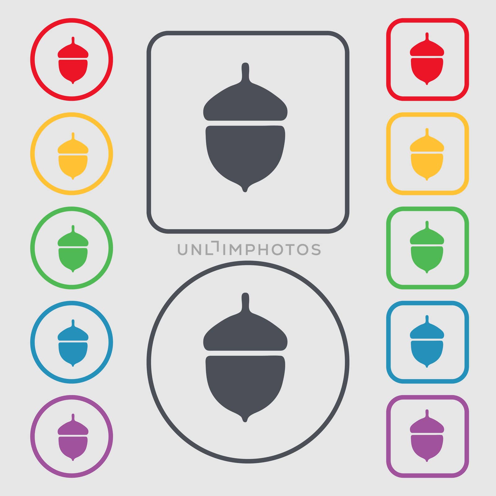 Acorn icon sign. symbol on the Round and square buttons with frame. illustration