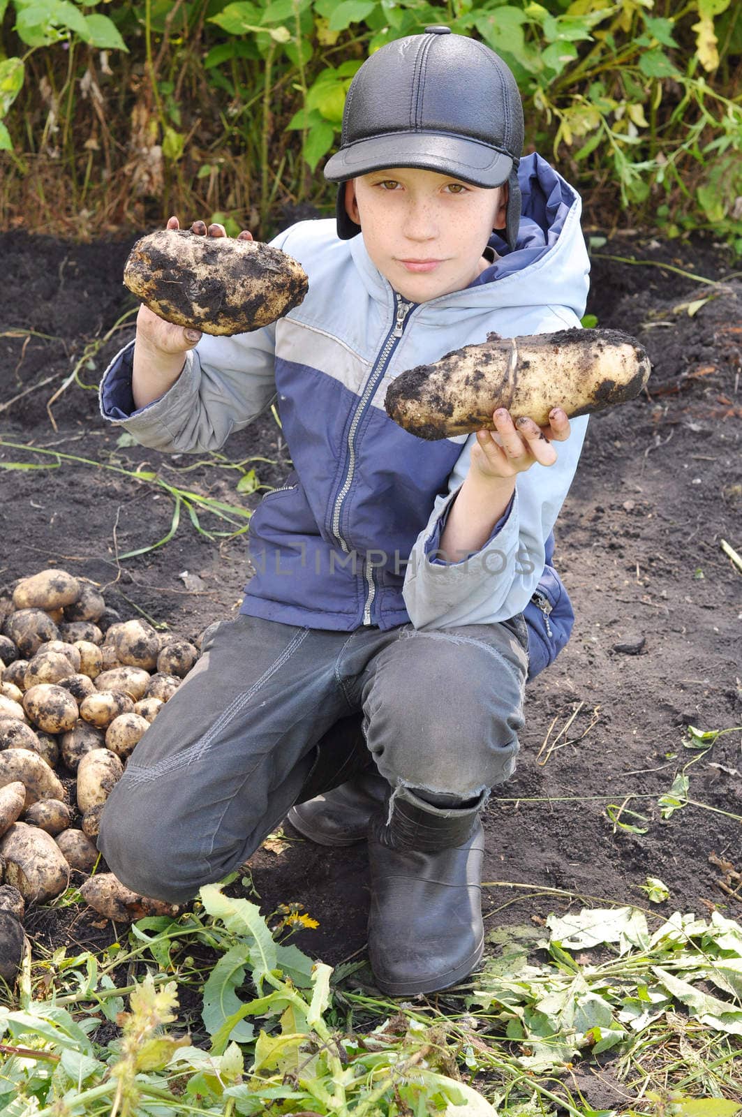 The teenage boy holds large tubers of potatoes which are dug out by veronka72