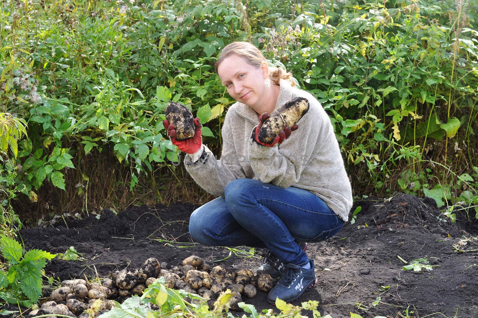 the woman holds large tubers of potatoes which are dug out in a kitchen garden.