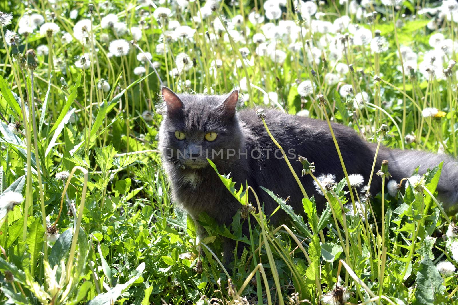 The gray cat hunts in dandelions.