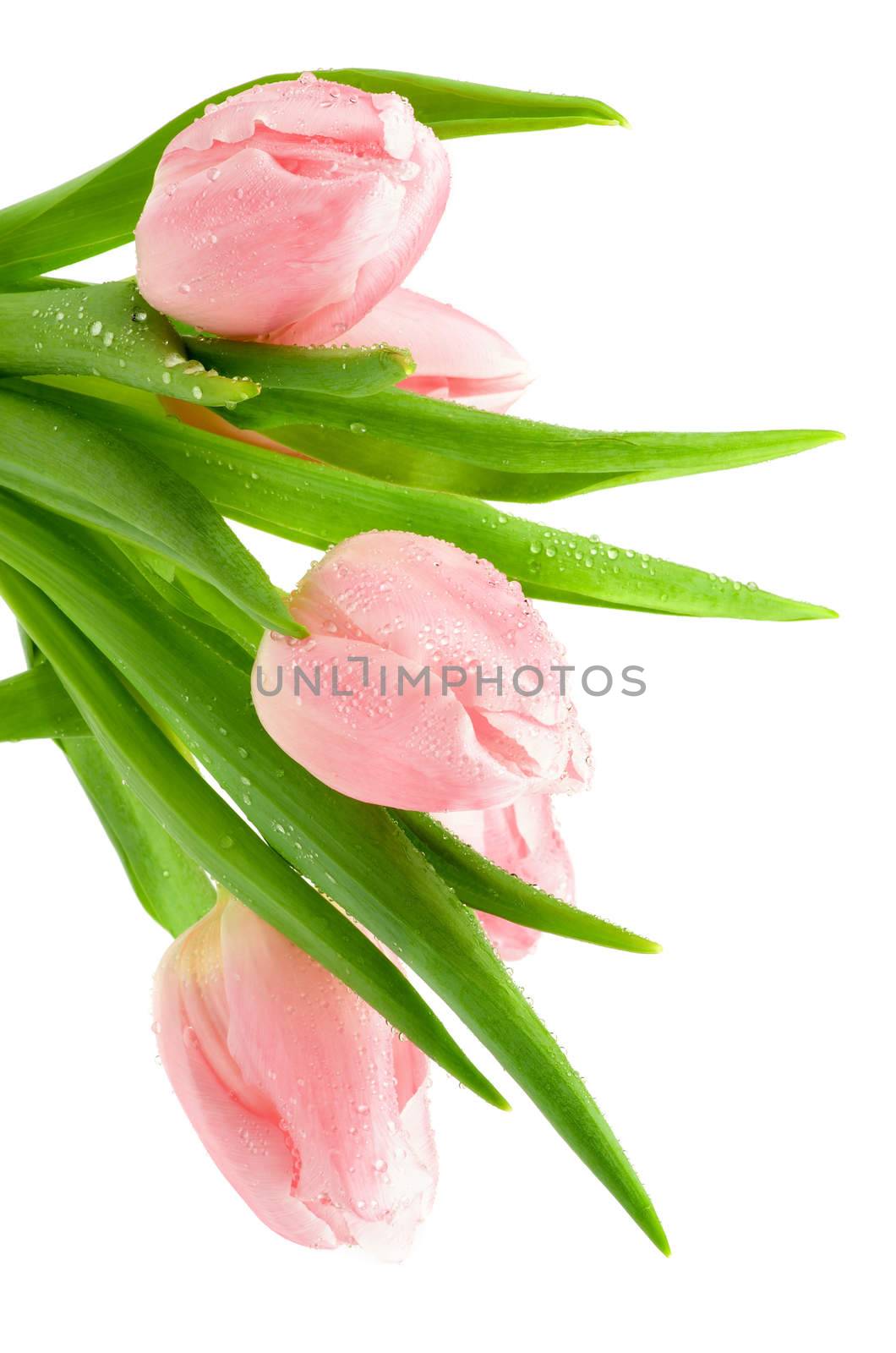Bunch of Five Beauty Pink Spring Tulips with Water Droplets isolated on white background