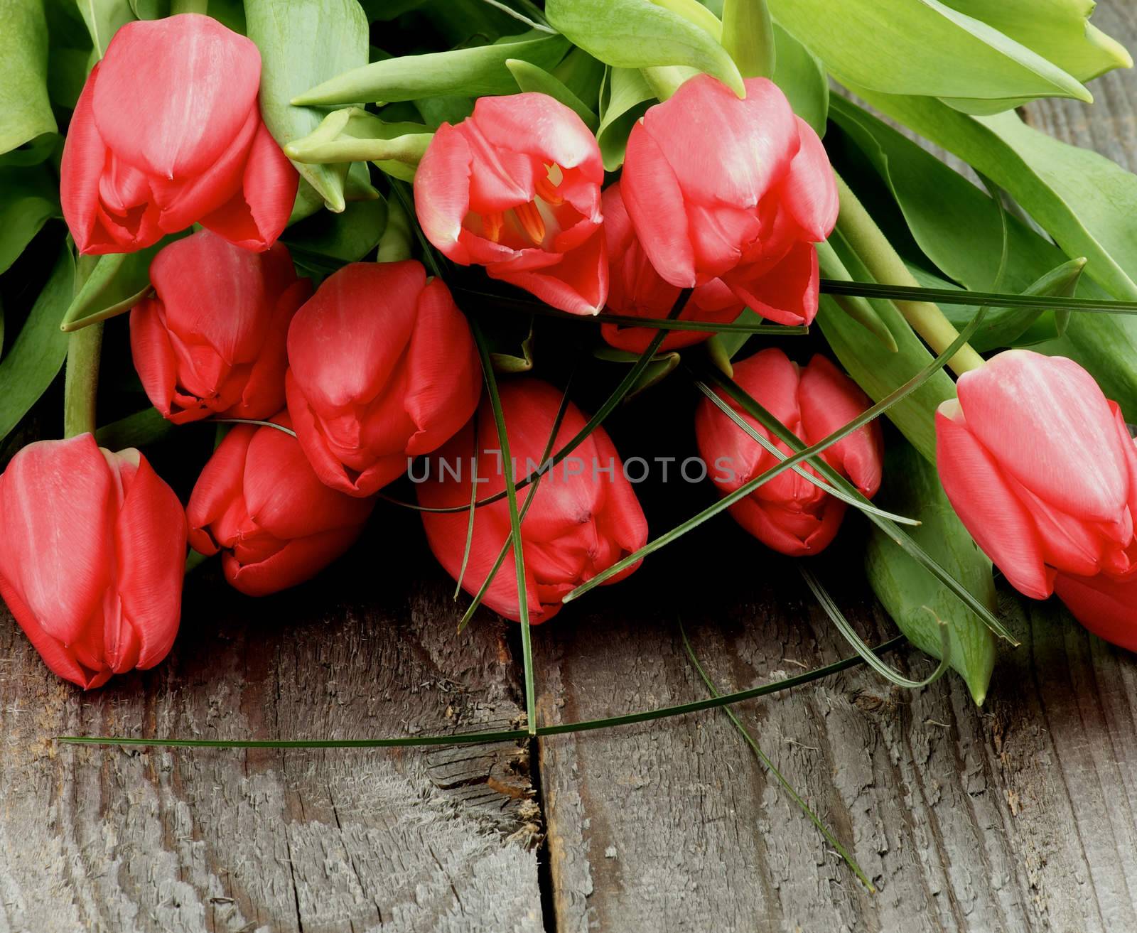 Heap of Beautiful Red Spring Tulips with Green Grass closeup on Rustic Wooden background