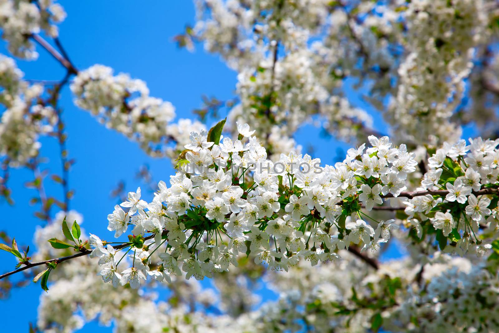 Branch blossoming apple-tree in the spring by motorolka