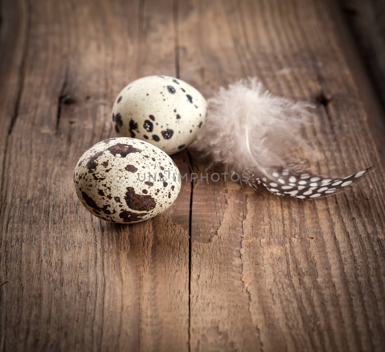 quail eggs with feather on wooden background by motorolka