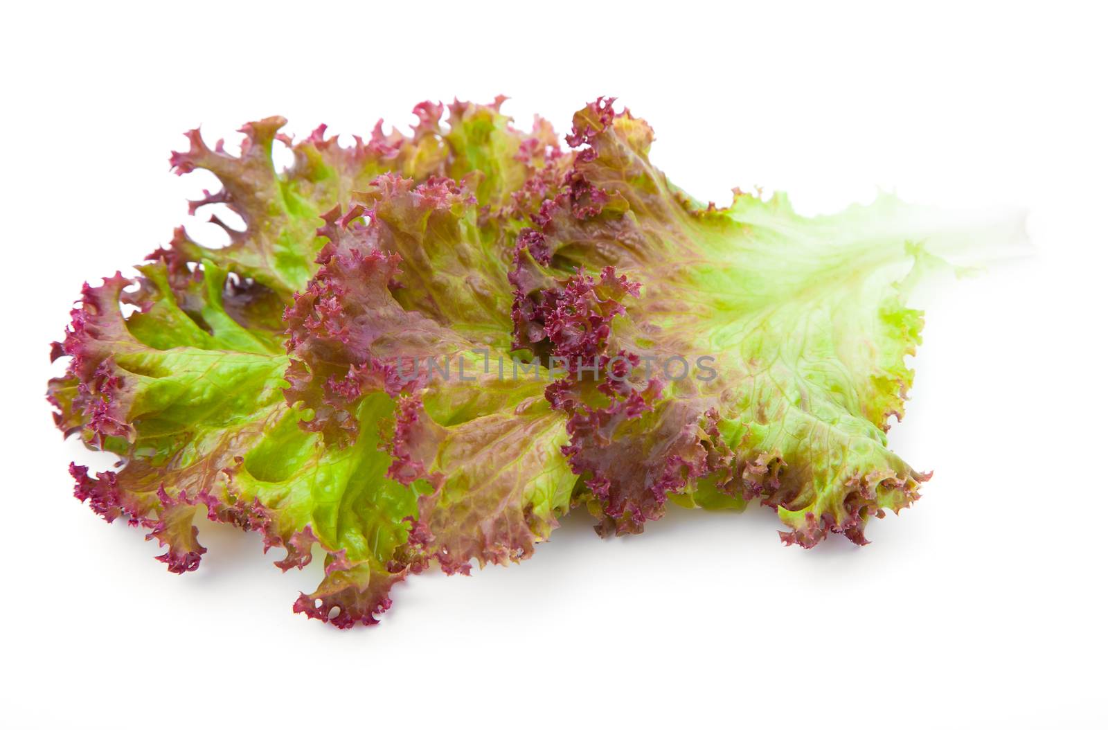 Lettuce. Salad leaves isolated on white background by motorolka
