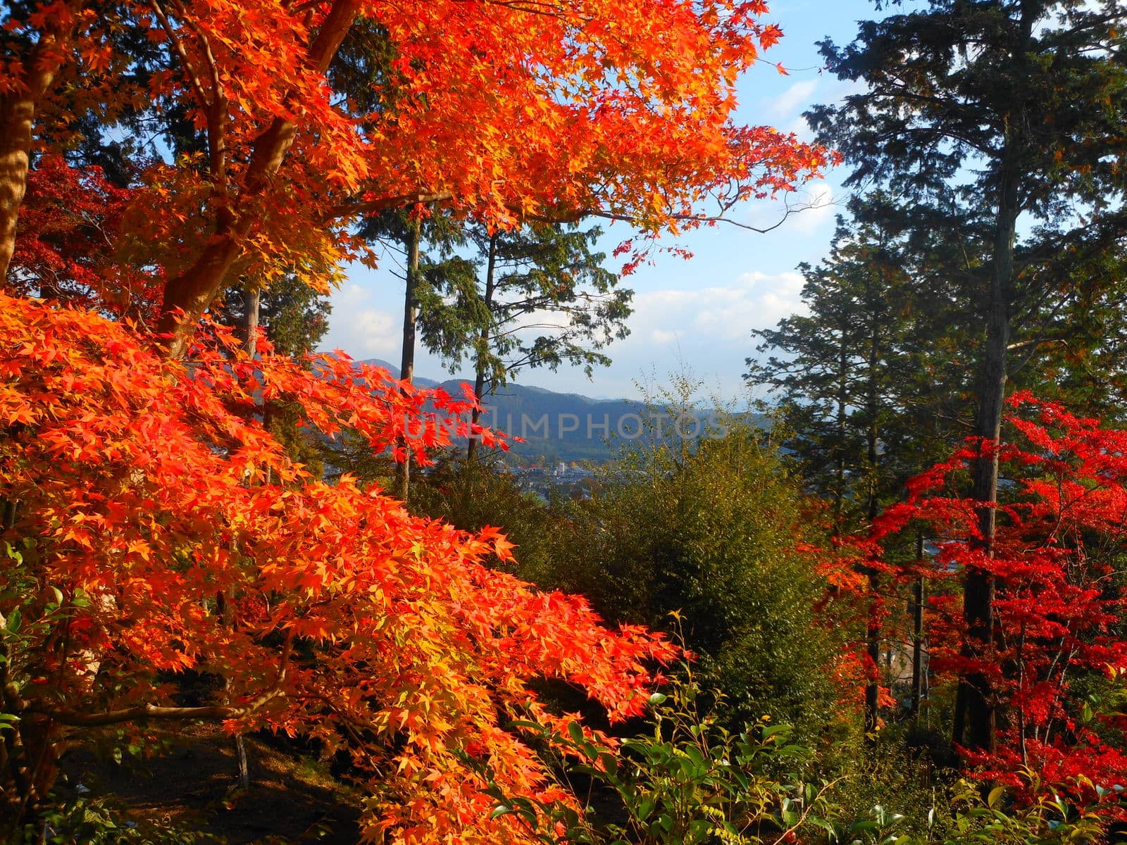 Red leaves in Kyoto