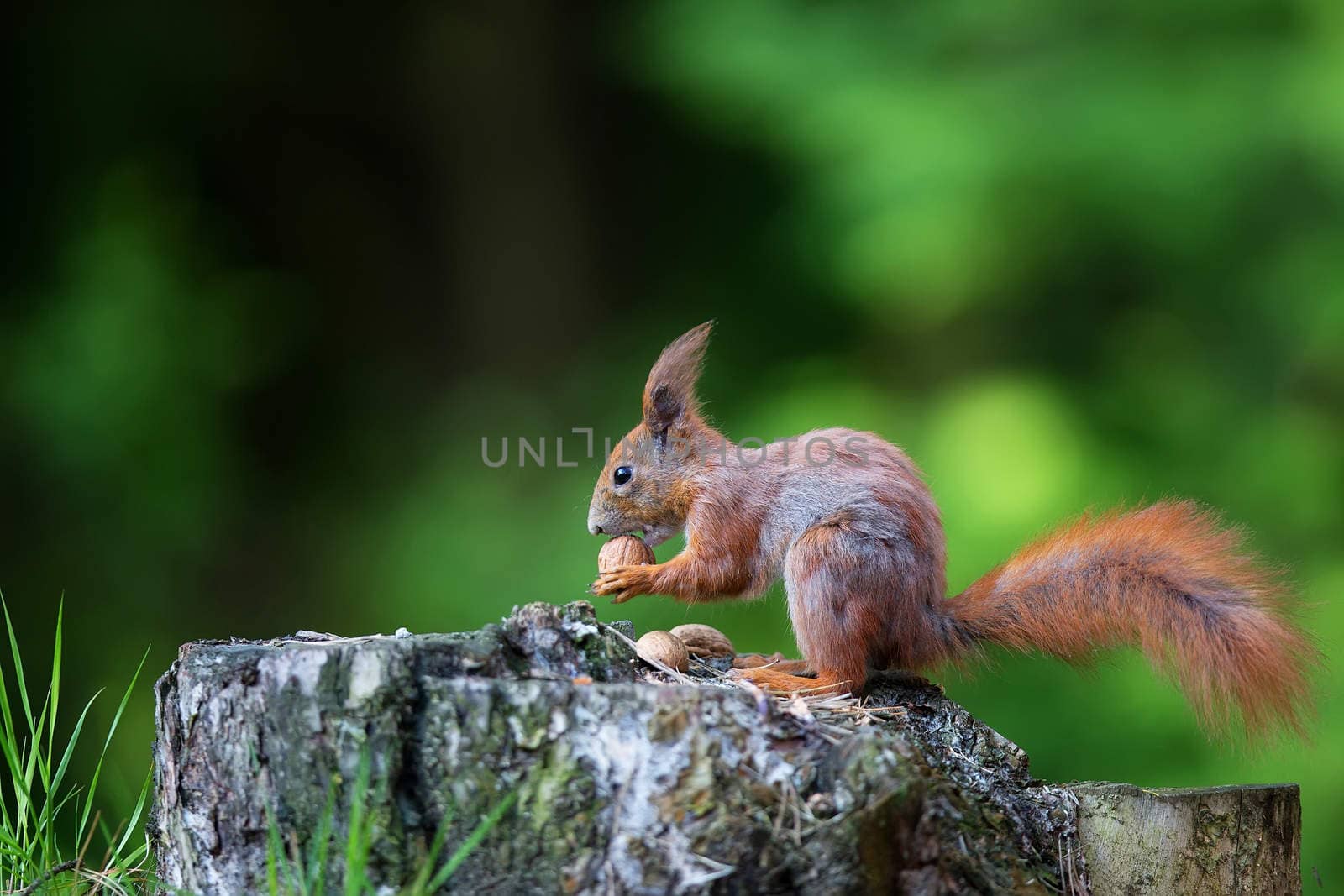 Red squirrel in the forest, in the wild