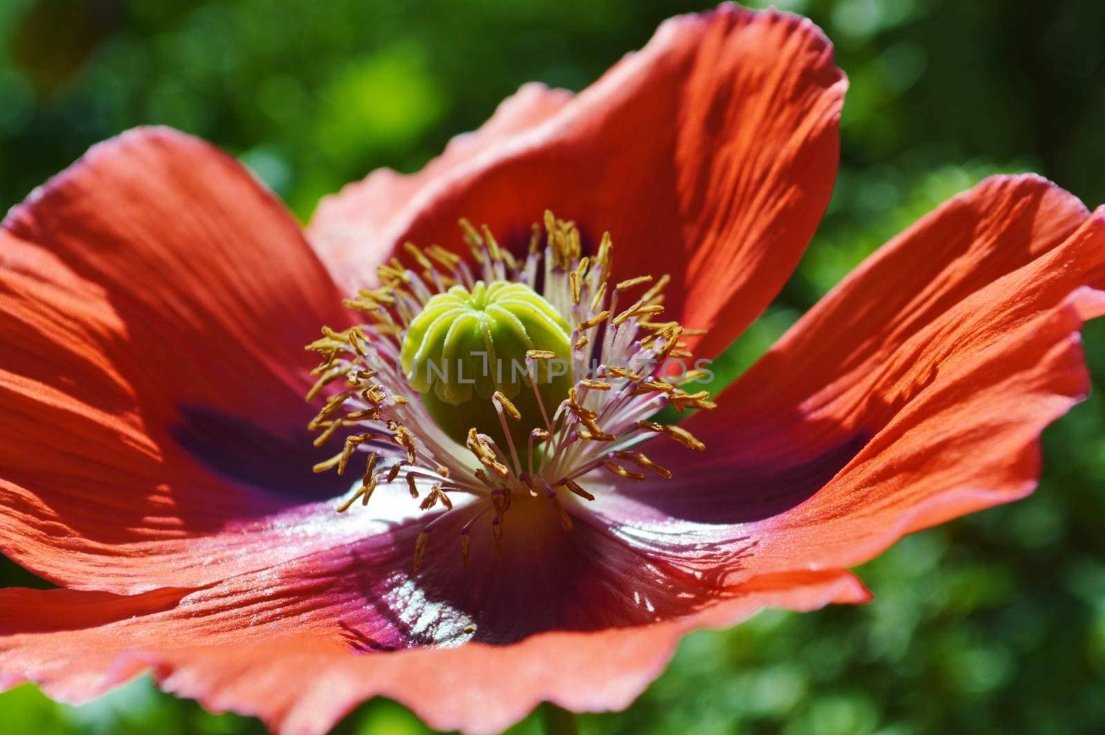 Opium Poppy. by paulst