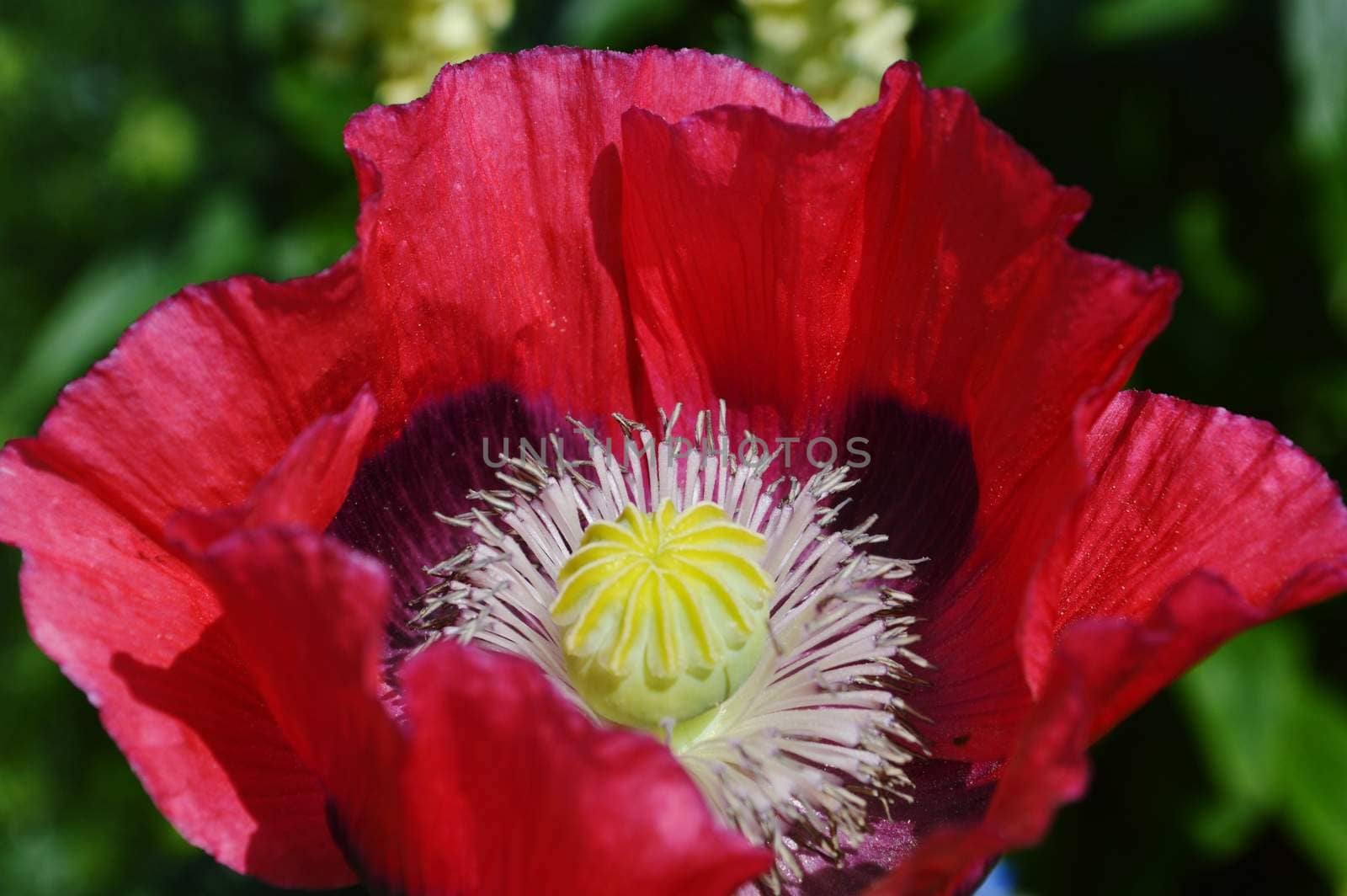 Close-up image of a colourful Opium Poppy.