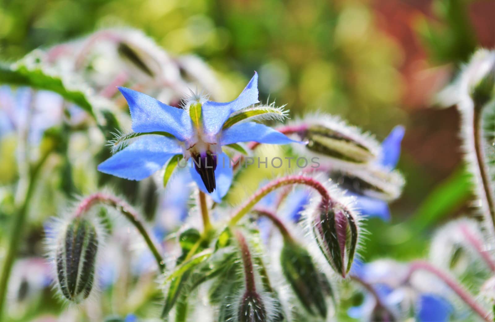 Close-up image of colourful Borage flowers.