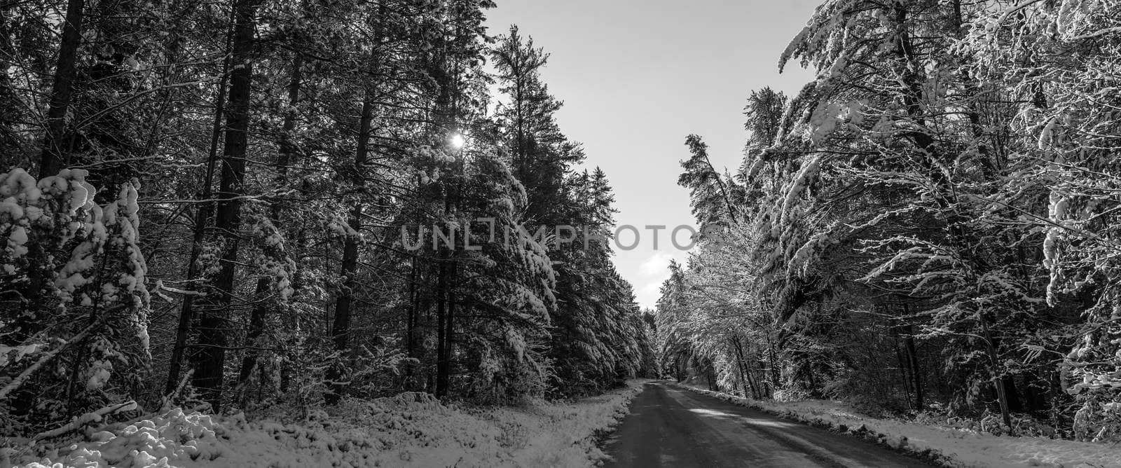 Snow covered pines and sun piercing through shadowed forests along rural roads.  Sunny winter morning tall pine forests covered in fresh fallen snow.