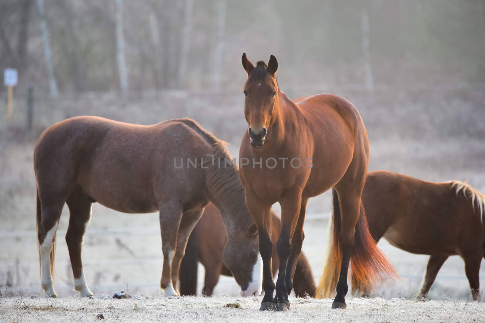 A frosty November morning finds curious horses in a corral , looking at the camera, grazing, relaxing and welcoming the early sunrise.