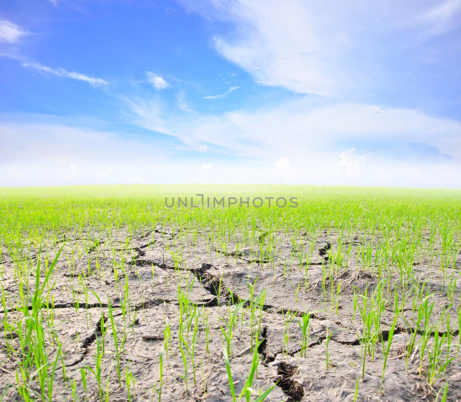 Agriculture paddy field with cloud and blue sky