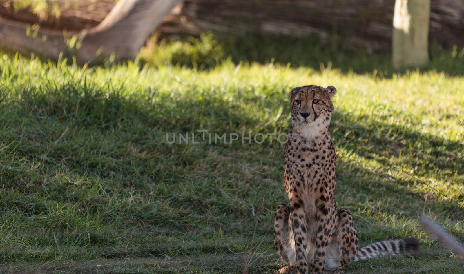 Cheetah, Acinonyx jubatus by steffstarr