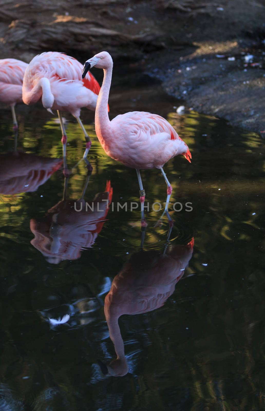 Chilean flamingo, Phoenicopterus chilensis by steffstarr