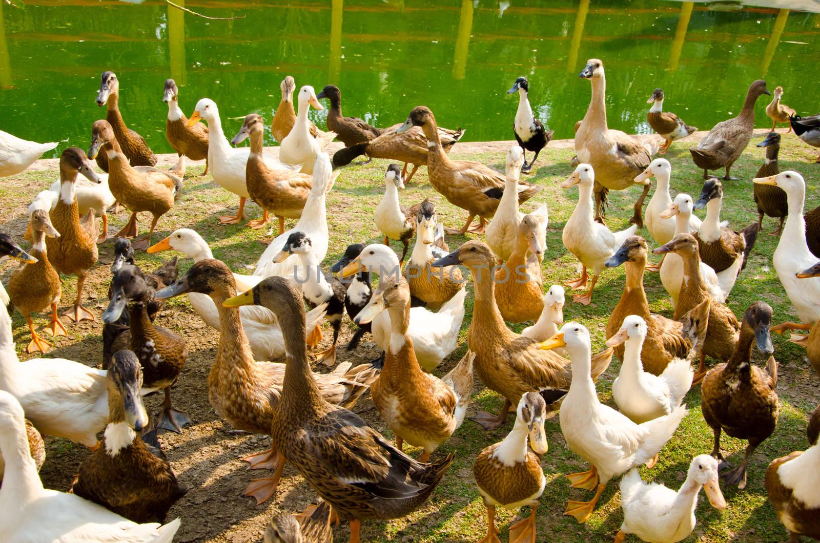 Many ducks near streams