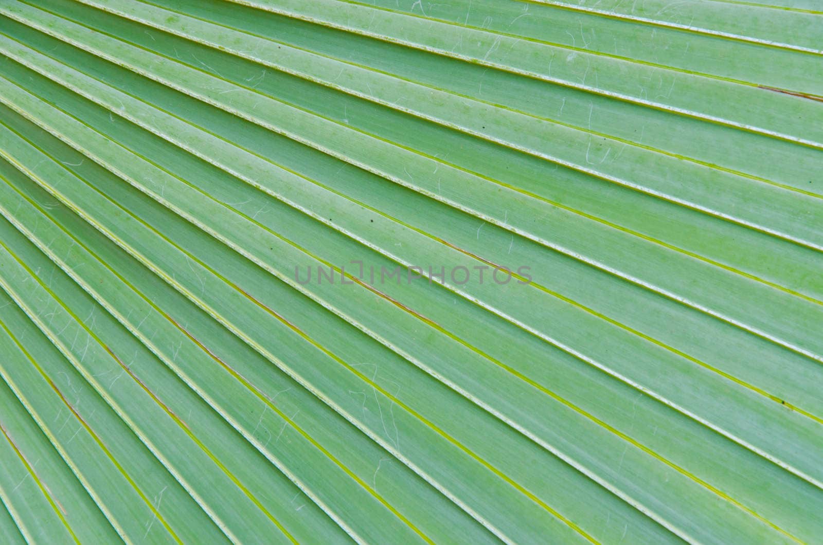 Sugar palm leaves texture and background