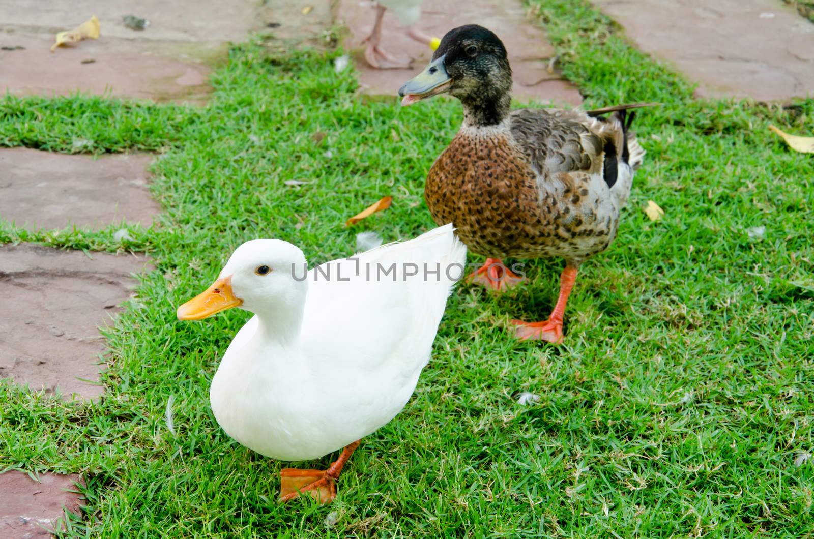 Ducks walking on grass
