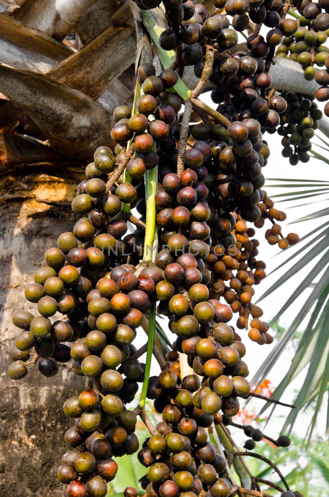 Closeup of the palm tree fruits on tree