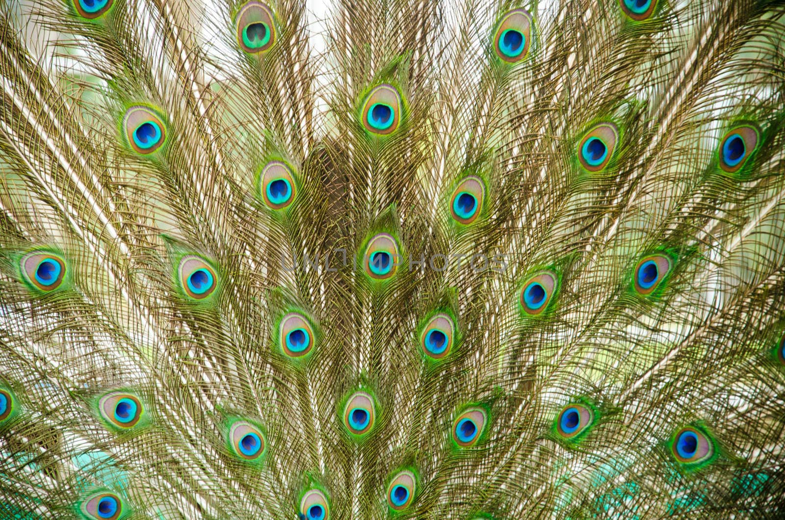 Close up of a male peacock displaying its stunning tail feathers