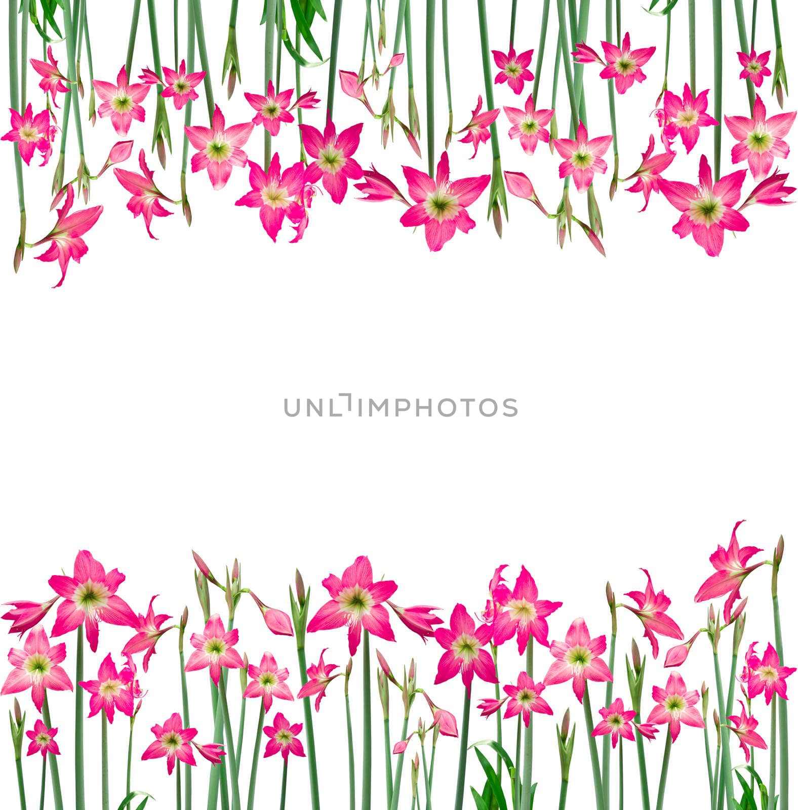Frame Hippeastrum isolated on the white background, clipping path