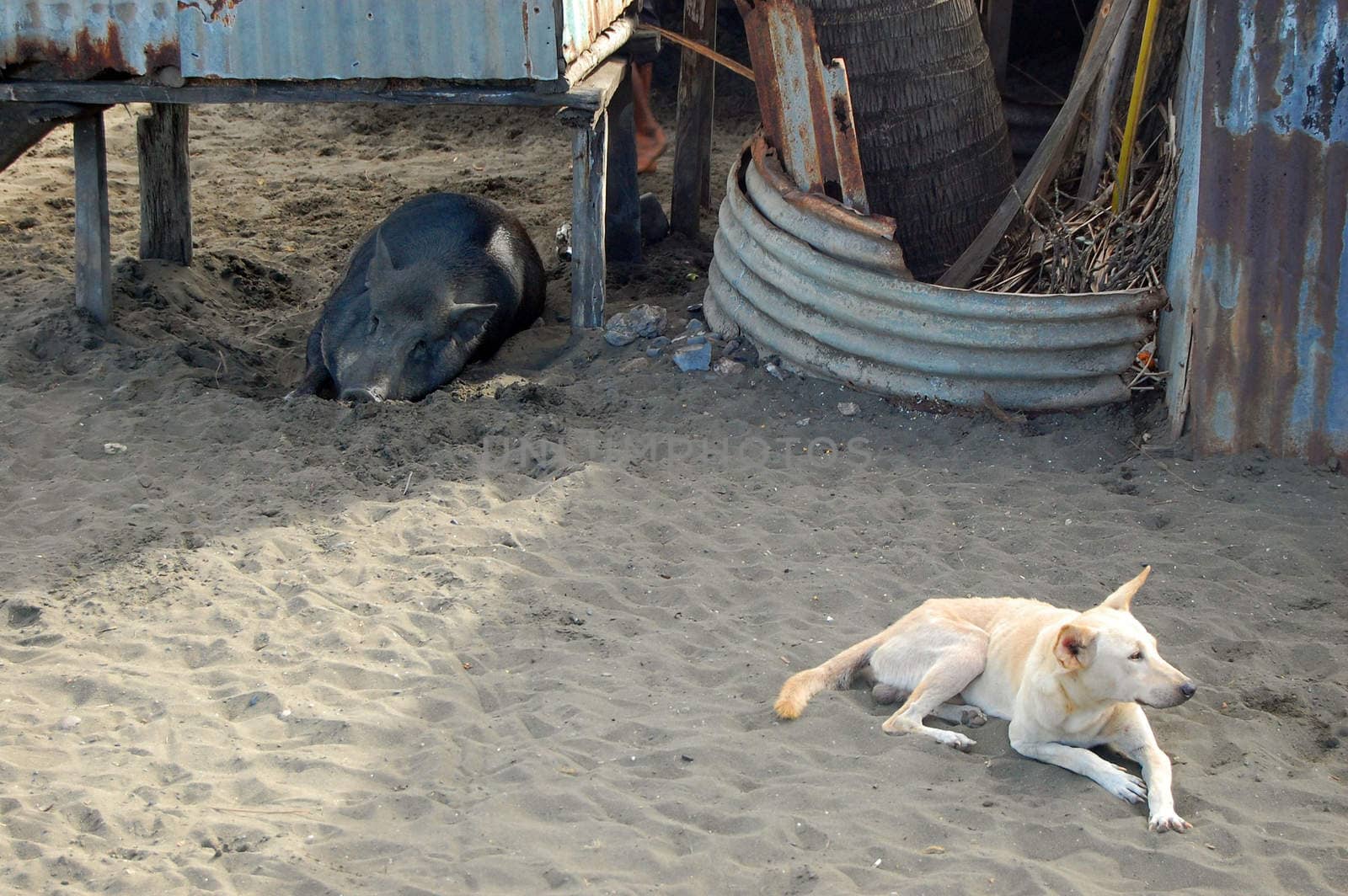 Pig and dog at sand in village by danemo