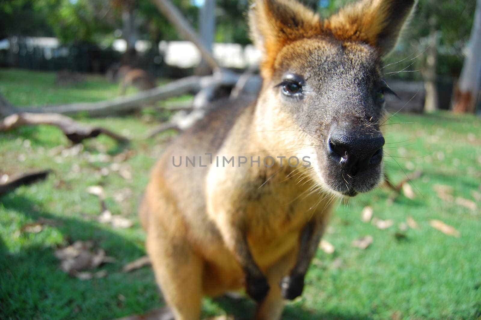 Wallaby at park Australia by danemo