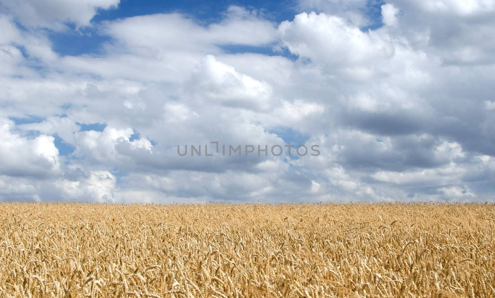 Wheat field landscape by richpav
