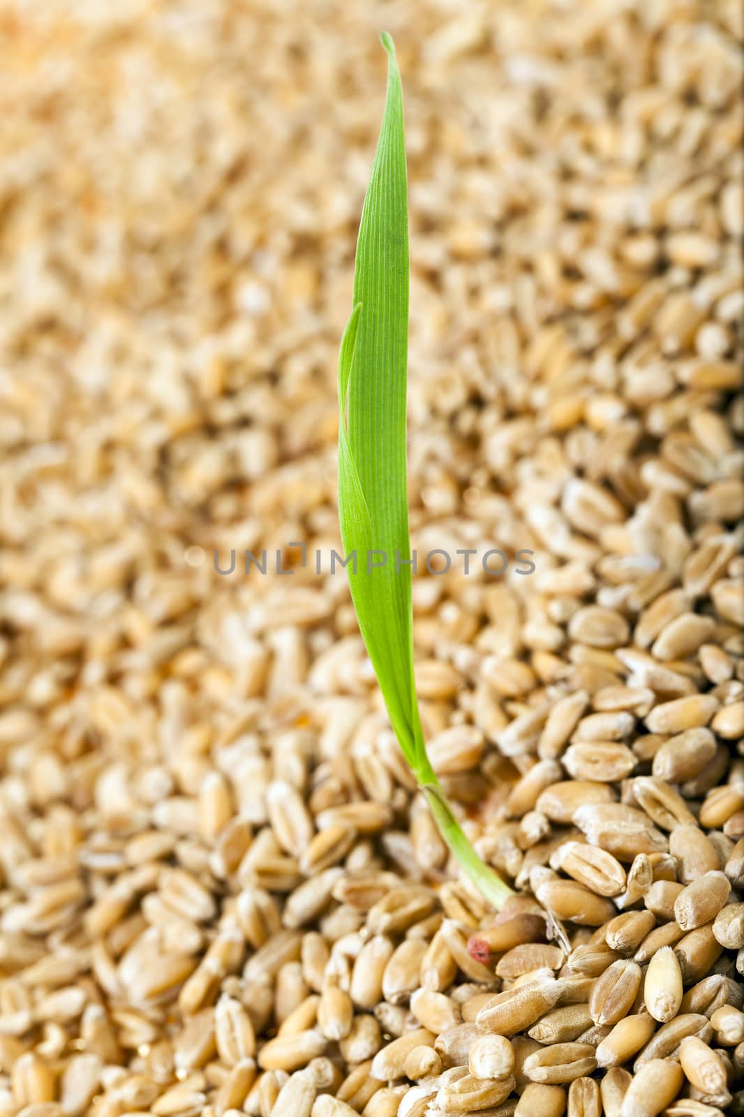   wheat after harvest by avq