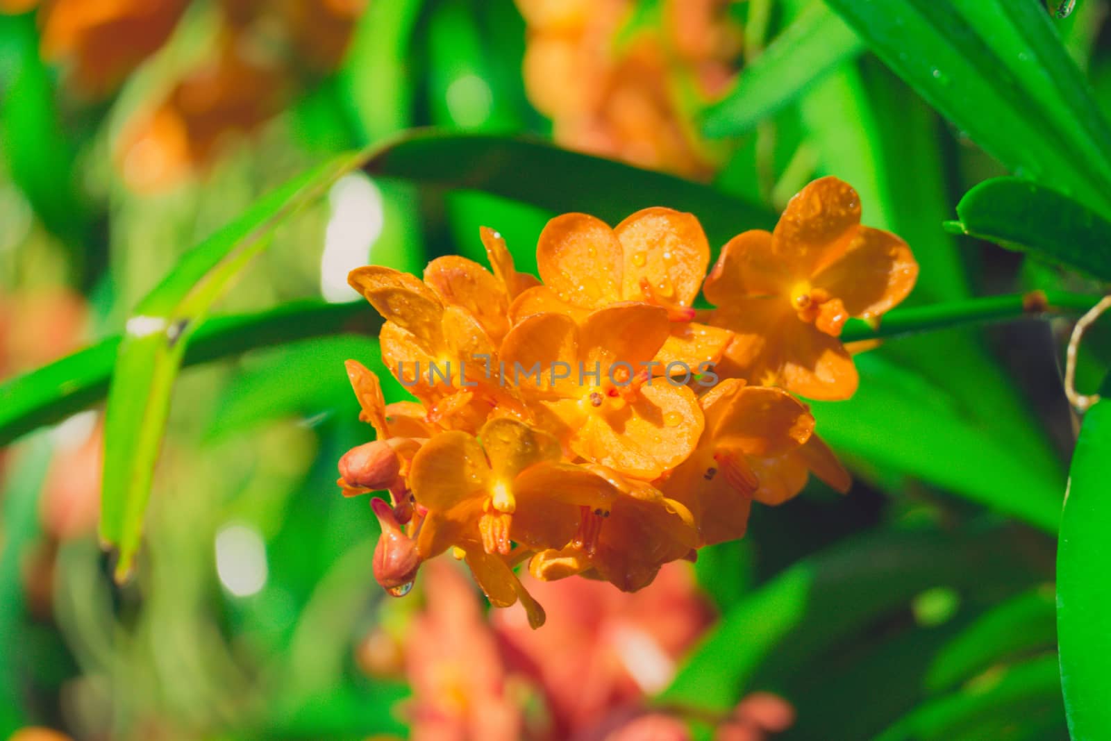 Beautiful blooming orchids in forest, On the bright sunshine