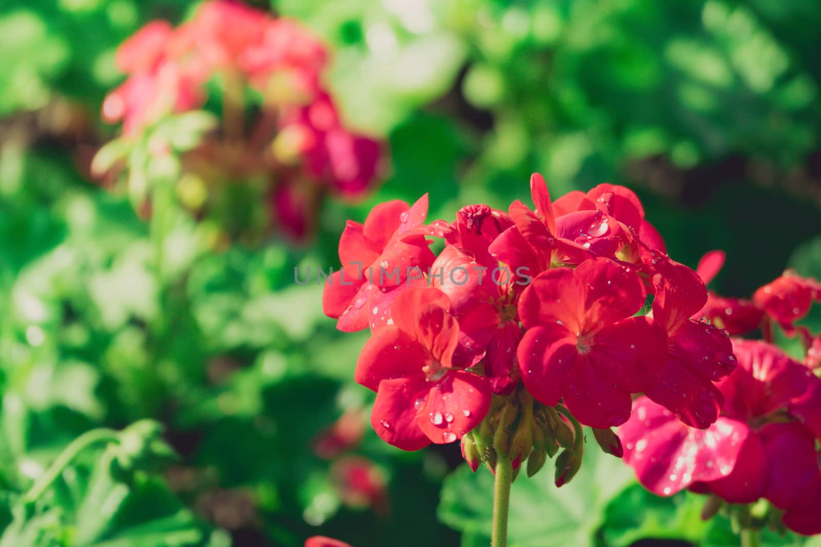 Peony petals with dew drops by teerawit