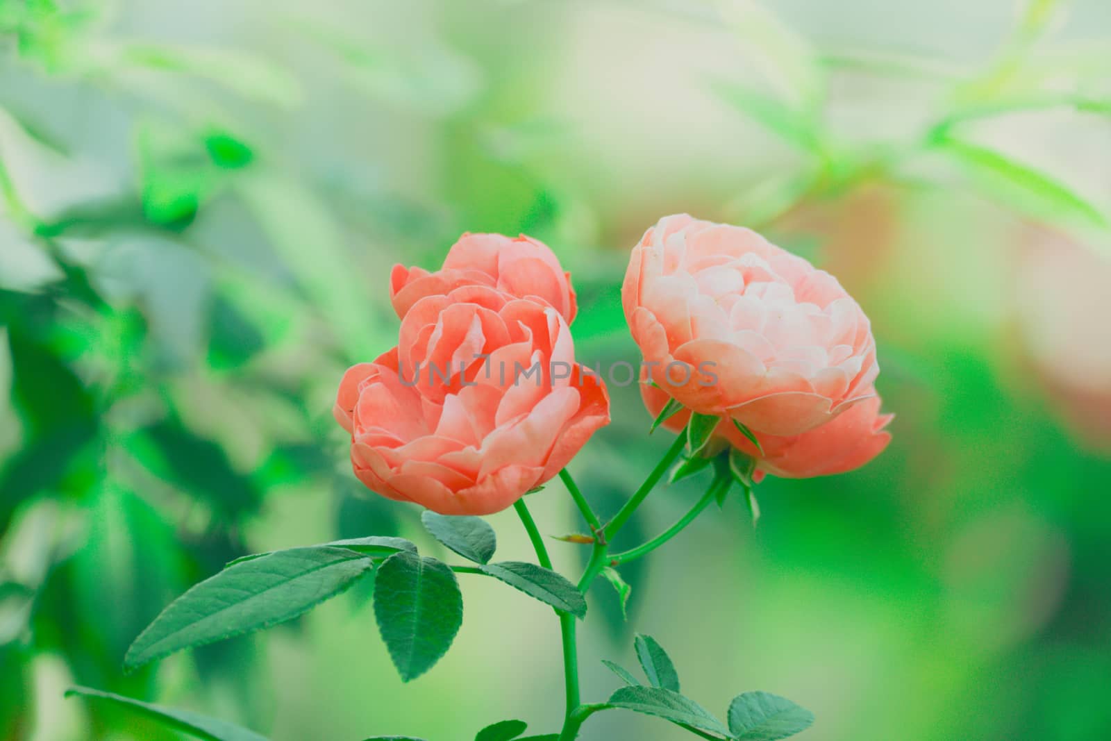 Roses in the garden filtered by teerawit