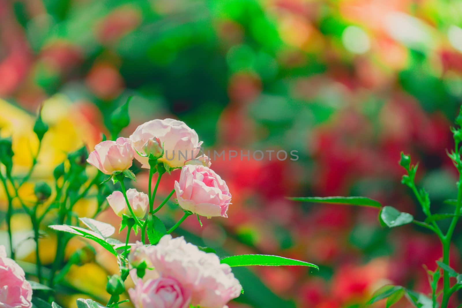 Roses in the garden filtered, Roses are beautiful with a beautiful sunny day.