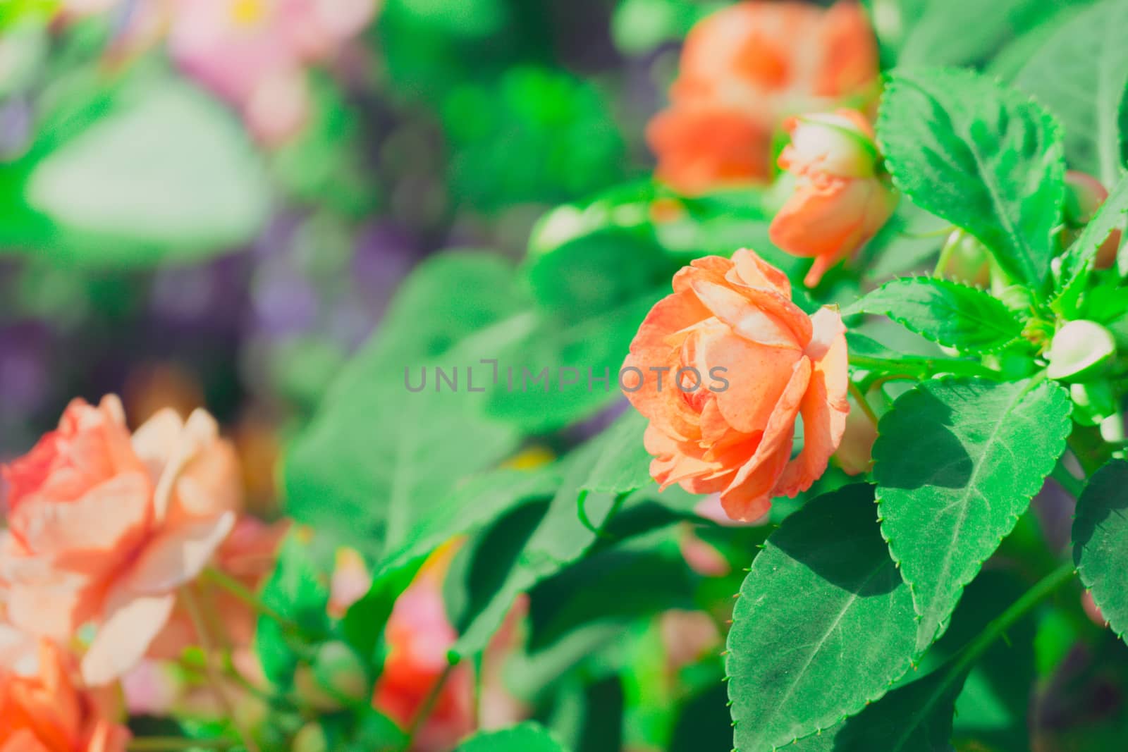 Roses in the garden filtered by teerawit