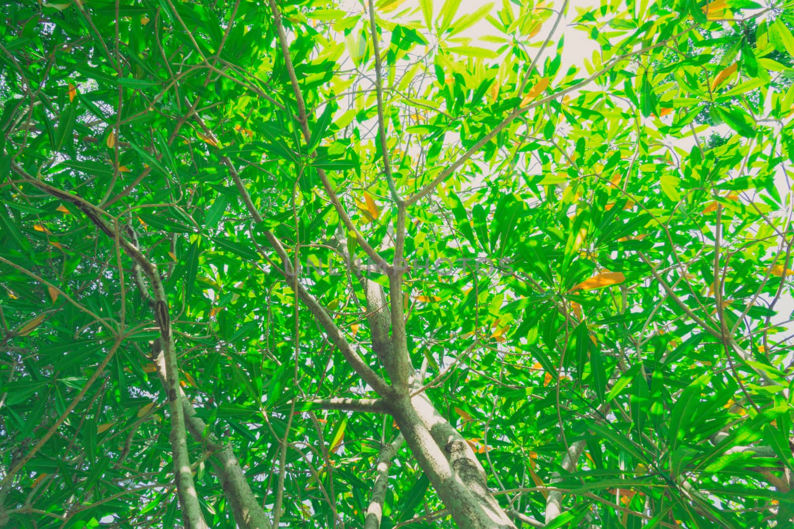 The warm spring sun shining through the canopy of tall beech trees, nature background