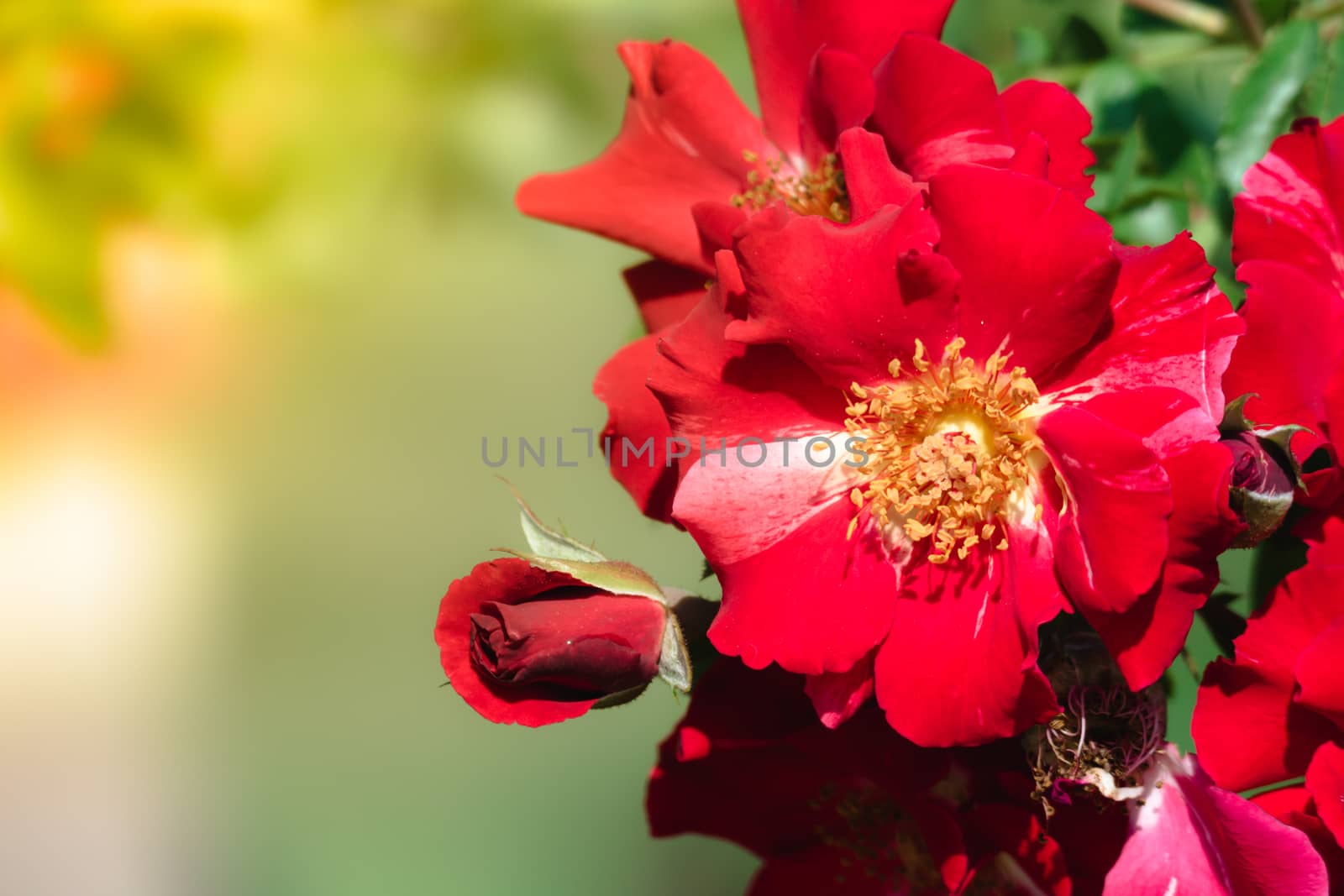 Roses in the garden filtered, Roses are beautiful with a beautiful sunny day.