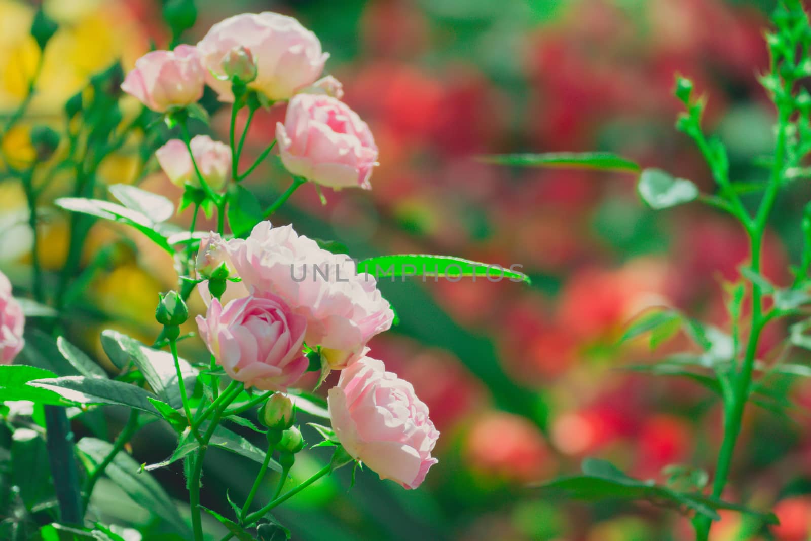 Roses in the garden filtered by teerawit