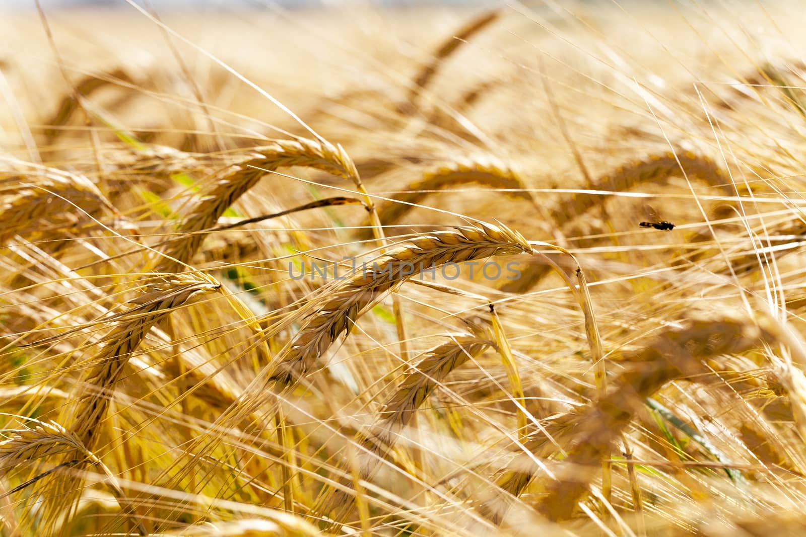 photographed close-up of yellowed ripe ears of cereal