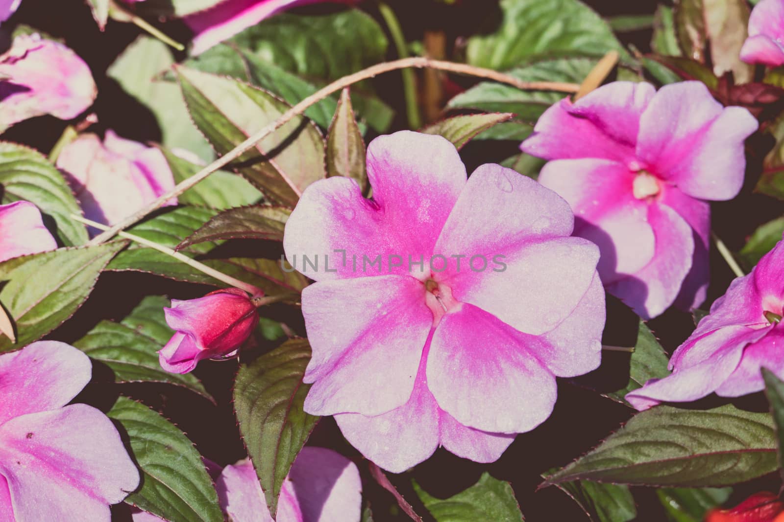 Peony petals with dew drops, delicate floral background with copy space