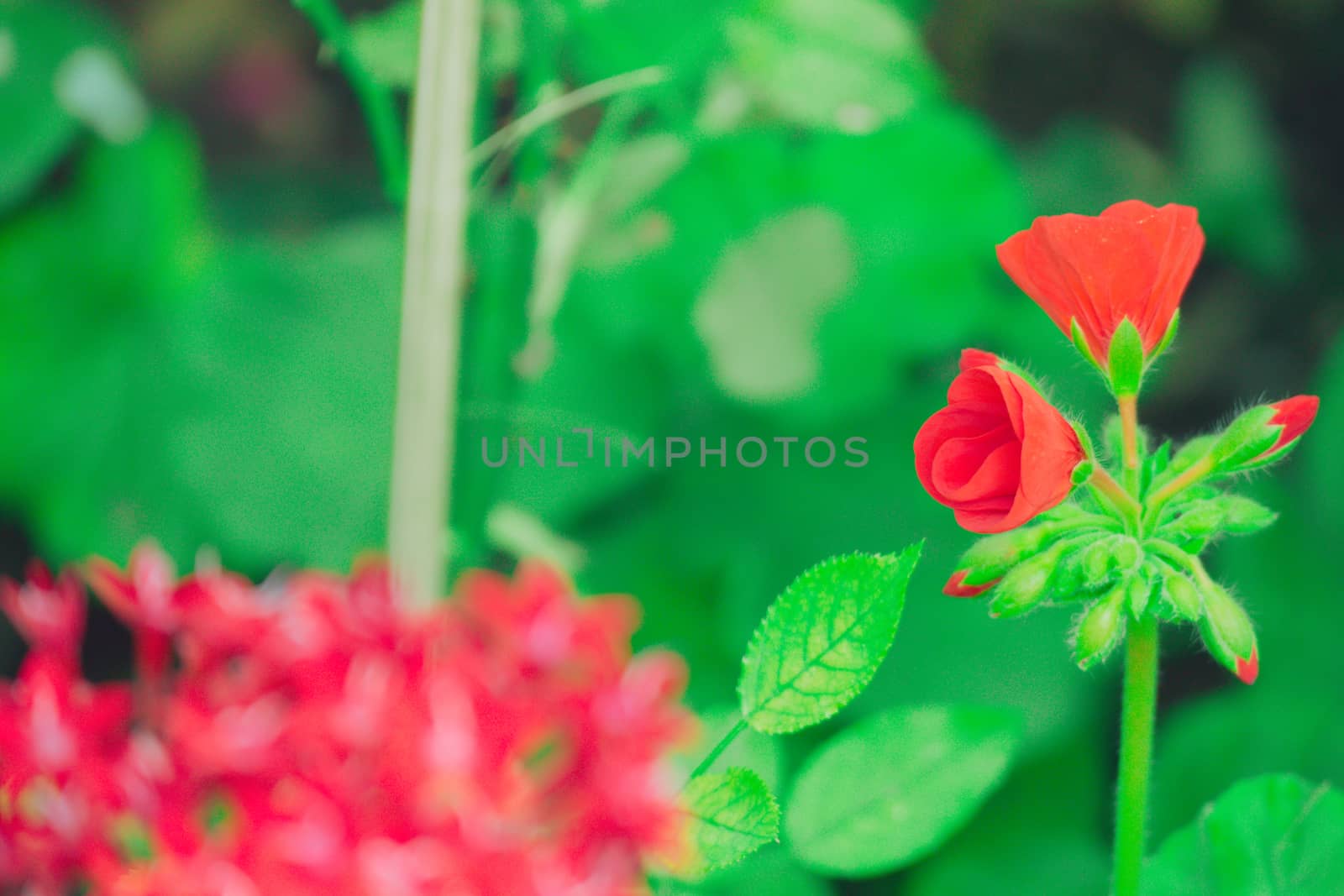 Roses in the garden filtered by teerawit