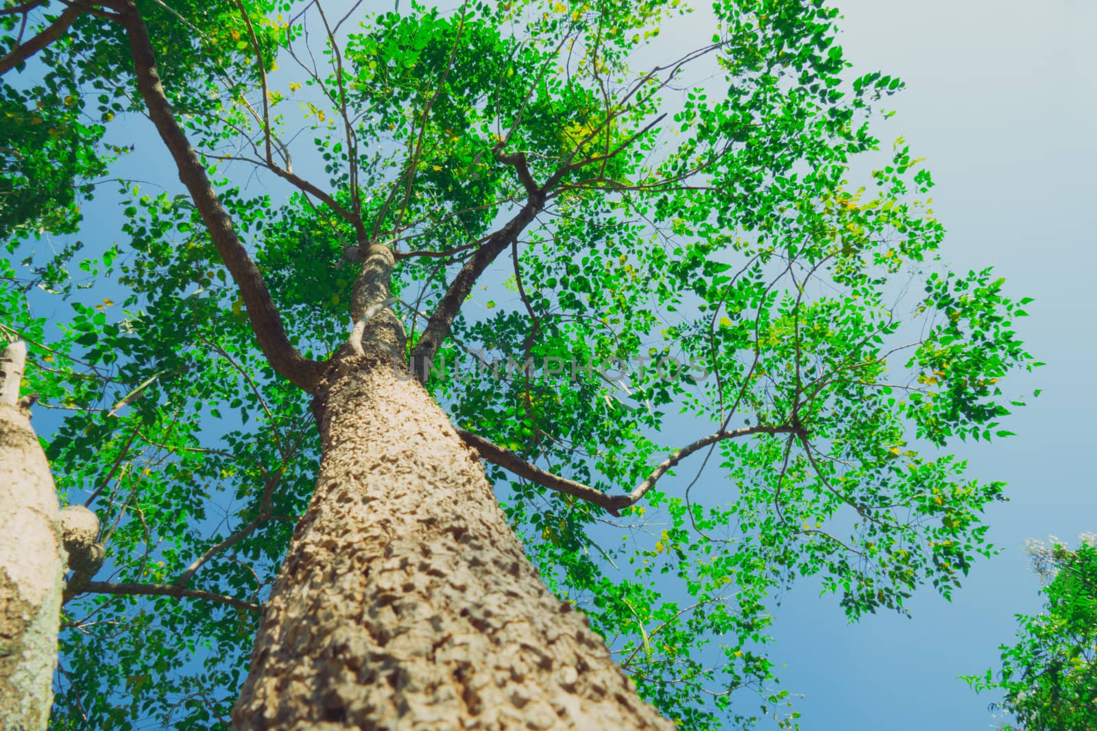 The warm spring sun shining through the canopy of tall beech tre by teerawit