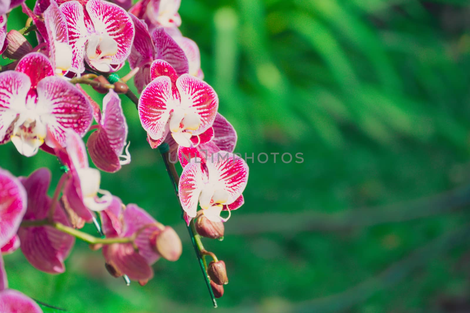 Beautiful blooming orchids in forest by teerawit