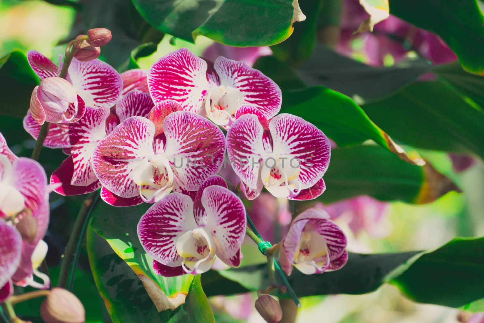 Beautiful blooming orchids in forest, On the bright sunshine