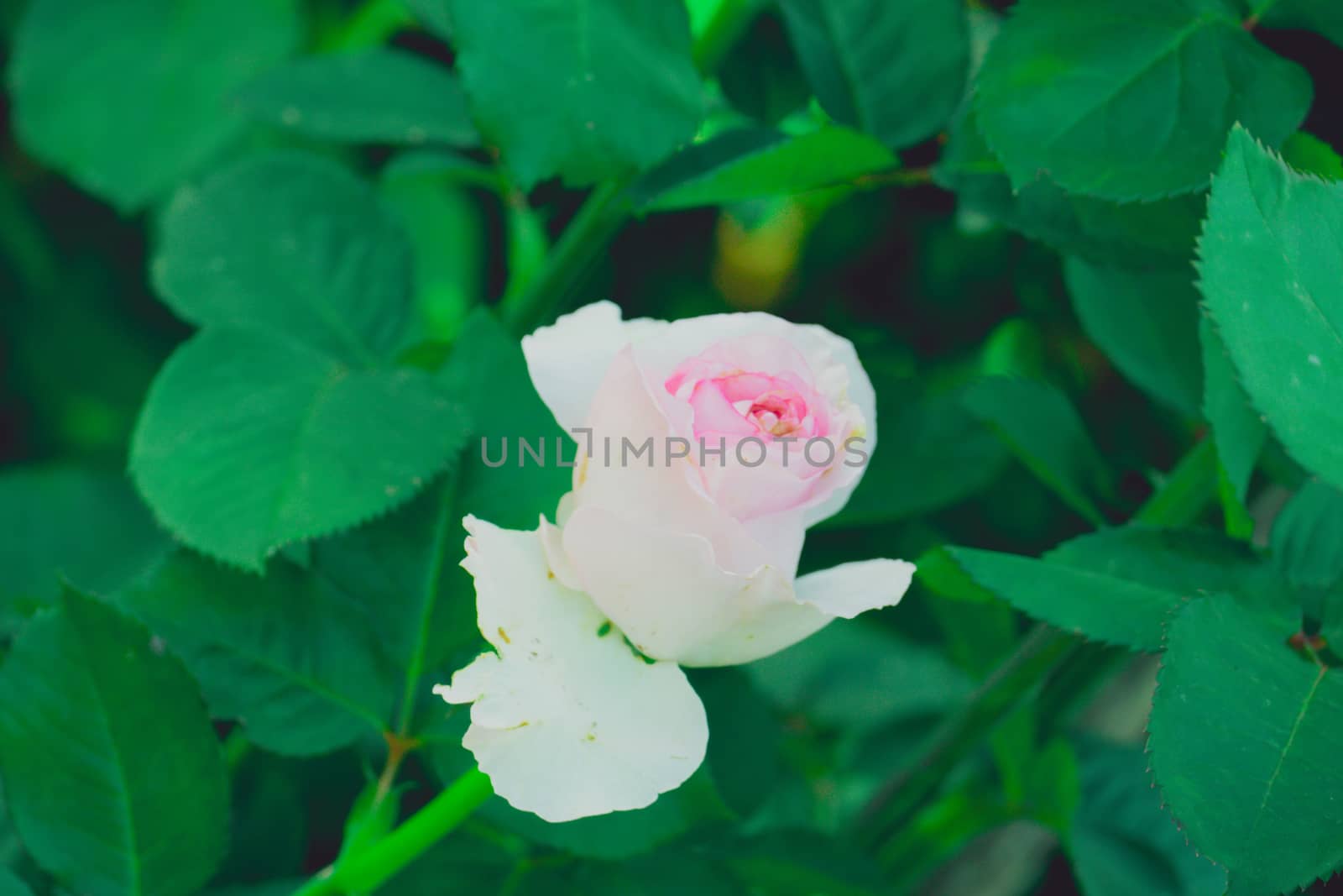 Roses in the garden filtered, Roses are beautiful with a beautiful sunny day.