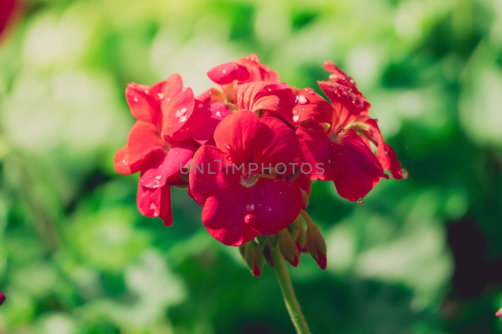 Peony petals with dew drops, delicate floral background with copy space