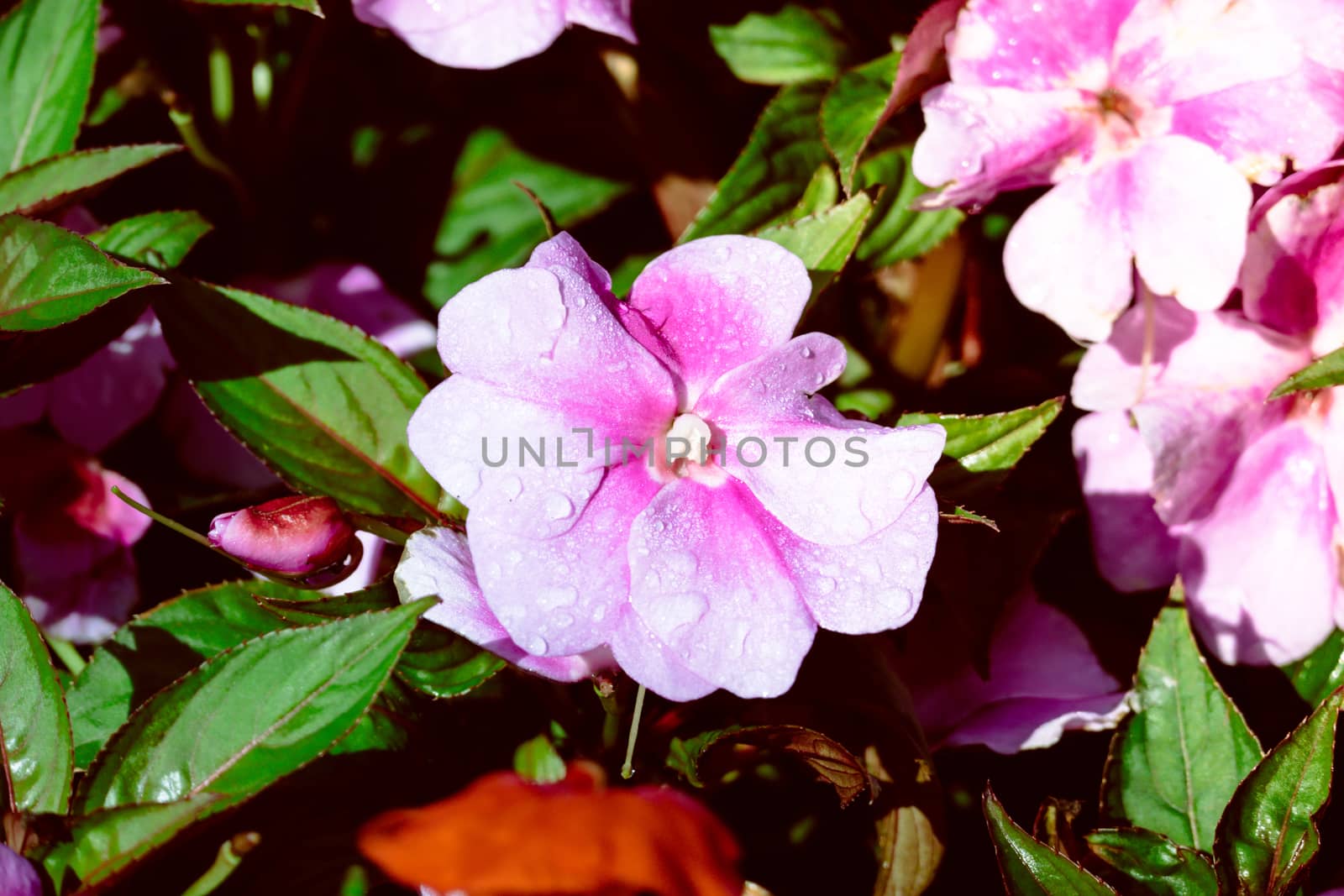 Peony petals with dew drops, delicate floral background with copy space