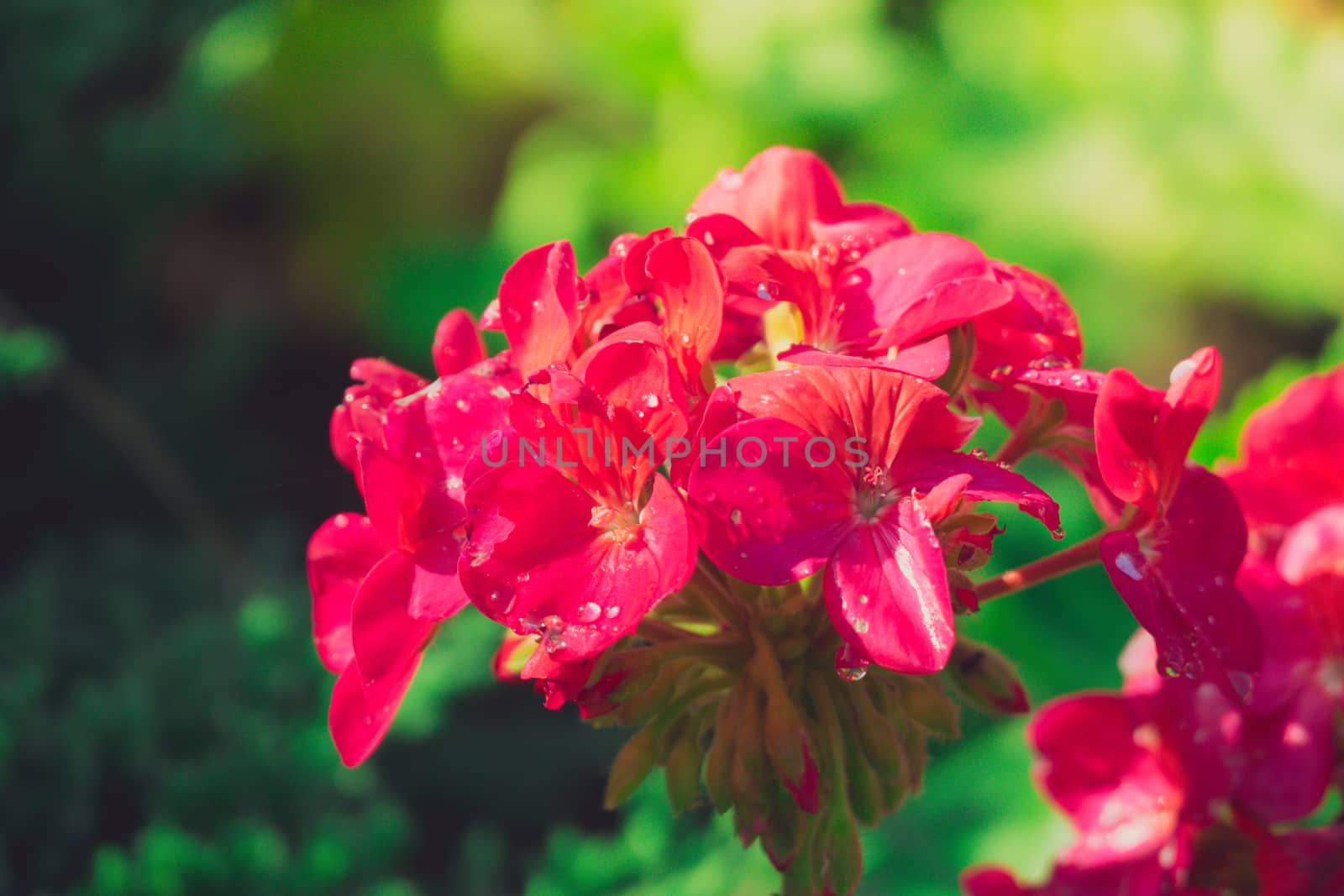 Peony petals with dew drops, delicate floral background with copy space